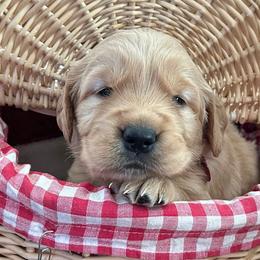 Miss Alice - Golden female Golden Retriever puppy in Kuna, Idaho from Golden Kisses Golden Retrievers