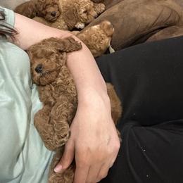 Goldendoodle and Maltipoo Puppies from Prairie Paws