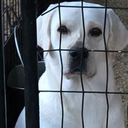 Creede - Labrador Retriever