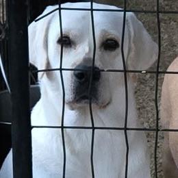Creede - Labrador Retriever