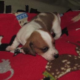 Male 2 - Piebald male Dachshund puppy in Harvard, Illinois from Lori's Cavalier King Charles Spaniels & Dachshunds