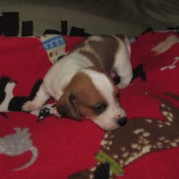 Male 2 - Piebald male Dachshund puppy in Harvard, Illinois from Lori's Cavalier King Charles Spaniels & Dachshunds