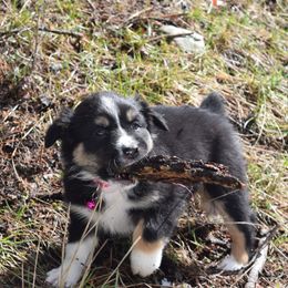 Australian Shepherd Puppies from Glacier Aussies