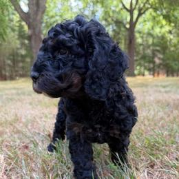 Lincoln - Black white and tan male Cockapoo puppy in Egg Harbor City, New Jersey from Grace Given Cockapoos (GGC)