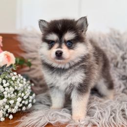 Pebble - Blue female Pomsky puppy in La Verne, California from Red Cedar Pomskies