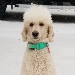 Riley - Poodle