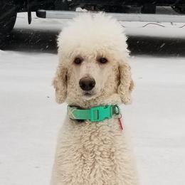 Riley - Poodle