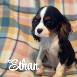 Simon - Tri-color male Cavalier King Charles Spaniel puppy in Broken Arrow, Oklahoma from Cavalier King Charles Heartland