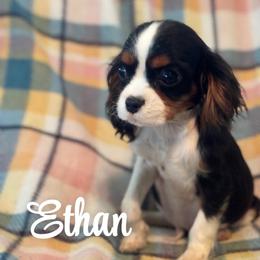 Simon - Tri-color male Cavalier King Charles Spaniel puppy in Broken Arrow, Oklahoma from Cavalier King Charles Heartland