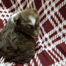 Boy 1 - Red tri male Miniature Australian Shepherd puppy in New Plymouth, Idaho from D & L Mini Aussies