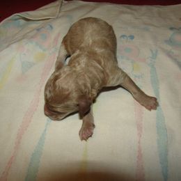 Goldendoodle and Poodle Puppies from David & Patricia Elliott
