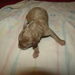 Goldendoodle and Poodle Puppies from David & Patricia Elliott