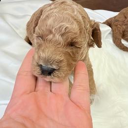 Simon - Apricot male Poodle puppy in Wasco, California from Kern County Miniature Red Poodles