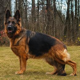 Helena - German Shepherd