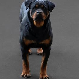 Dixy - Rottweiler