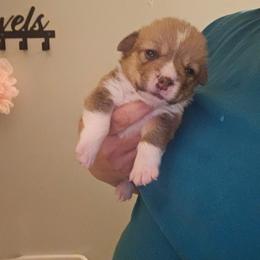 Bottle Baby Boy 1 - White and red male Pembroke Welsh Corgi puppy in Keysville, Virginia from CL&L Corgi's
