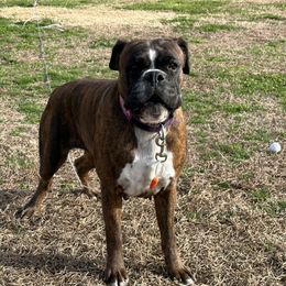 Bitz - Boxer