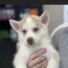 Reece - Sable and white Siberian Husky puppy in Columbia, South Carolina from Surge x Stormy’s Puppies