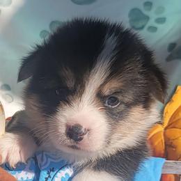 Baby blue bandana boy - Black and tan male Pembroke Welsh Corgi puppy in Cherokee, Oklahoma from MCS Farms-OK