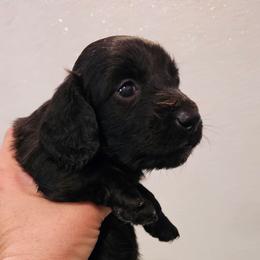 Mojito - Black male Dachshund puppy in El Paso, Texas from Mells Weenies