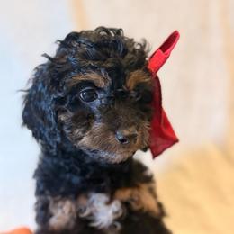 Ocean - Brown white and tan female Cockapoo puppy in Saint Louis, Missouri from Jax Doodles