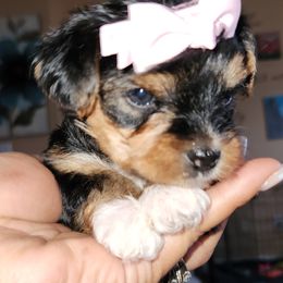Yorkshire Terrier Puppies from Parti Time Yorkies Indy