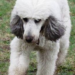 Poodles from SweetB Working Standards