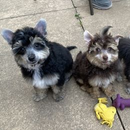 Chinese Crested Puppies from The Cranberry Dog