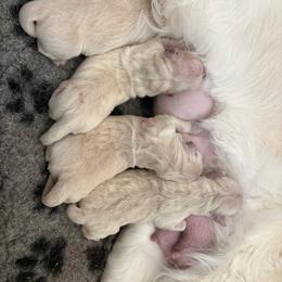 Boy 2 - Golden male Golden Retriever puppy in Menifee, California from The Golden Leash Kennels