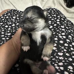 Reika - Black and tan female Shiba Inu puppy in Lehigh Acres, Florida from SWFL Happy Dogs