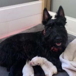 Golden Retrievers and Scottish Terriers from Scottish Terriers and Goldens in Georgia