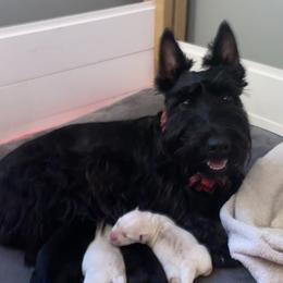Golden Retrievers and Scottish Terriers from Scottish Terriers and Goldens in Georgia
