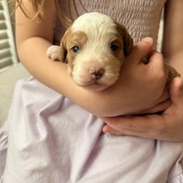 Cavalier King Charles Spaniel and Cavapoo Puppies from Cumberland Cavaliers