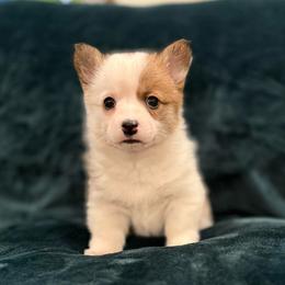 Bumble Bee - Sable female Pembroke Welsh Corgi puppy in Arcanum, Ohio from Weissway Corgis