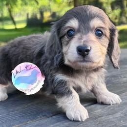 Blue and Cream Boy - Blue and cream male Dachshund puppy in Houston, Texas from L&L 4D Dancer’s Dachshunds