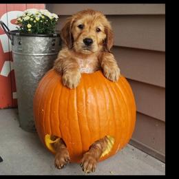 Golden Retrievers from Paisley's Golden Pups