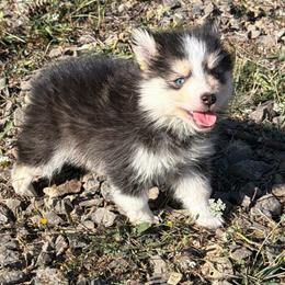 Scarlet - Tri-color female Pomsky puppy in Mc Minnville, Oregon from West Coast Pomskies