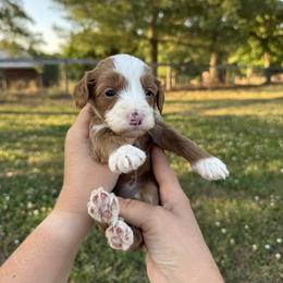 Favored - Yellow collar girl - Red  female Goldendoodle puppy in Ruthorfordton, North Carolina from Duncan Doodles Goldendoodles