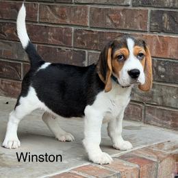 Winston - Black white and tan male Beagle puppy in Mansfield, Missouri from Rippee Creek Kennel