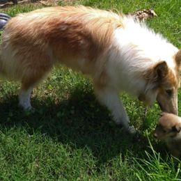 Leia - Collie