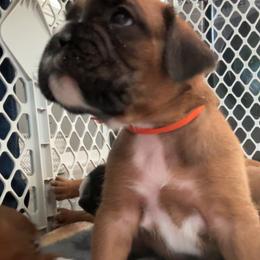 Boxer Puppies from Round 3 Boxers