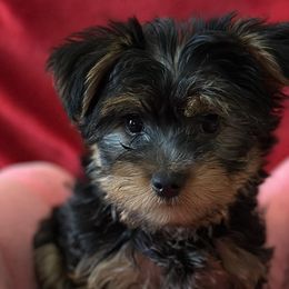 Yorkshire Terriers from Best Friends Yorkies