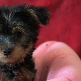 Yorkshire Terriers from Best Friends Yorkies