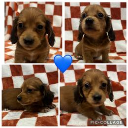 Red Man - Red male Dachshund puppy in Rutherfordton, North Carolina from Mountain Farm Dachshunds