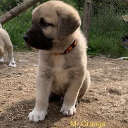 Mr Orange - Anatolian Shepherd Dog puppy in Michigan from T&S Anatolians
