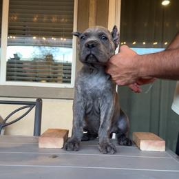 Yellow - Black female Cane Corso puppy in Homeland, California from Dal Deserto Cane Corso