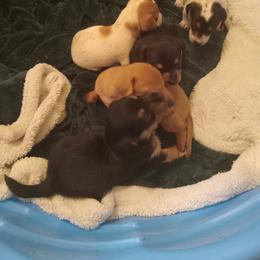 Girl 3 - Black and tan female Dachshund puppy in Warrenville, South Carolina from Sherman's Dachshunds
