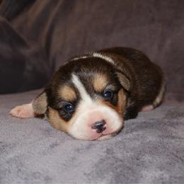 America - Black and tan female Pembroke Welsh Corgi puppy in Arcanum, Ohio from Weissway Corgis