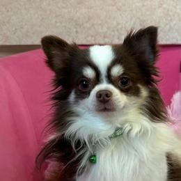 Ricky - Chihuahua