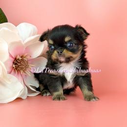 Tiny Grizzly - Black and tan male Chihuahua puppy in Anderson, South Carolina from Lil Treasures Chihuahuas